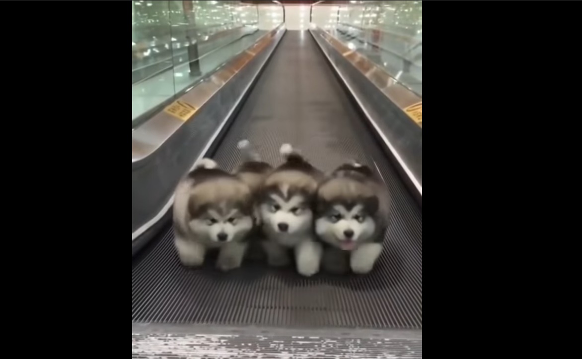 Bgm効果 動く歩道を並んで行進する4匹の子犬がビージーズ Viva Wマガジン